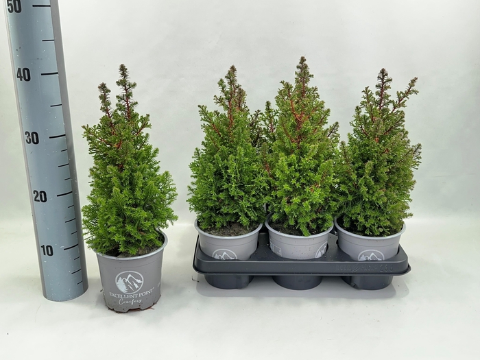 <h4>CHAM THY EXCELL POINT P13</h4>