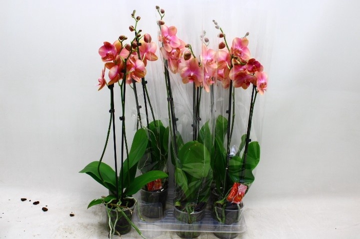 <h4>PHAL OV</h4>