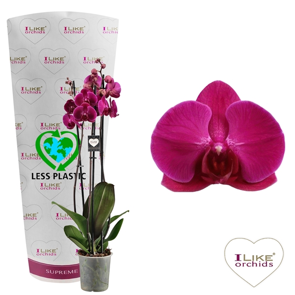 <h4>Phalaenopsis Stellenbosch - 3 tak 70cm (Less Plastic)</h4>