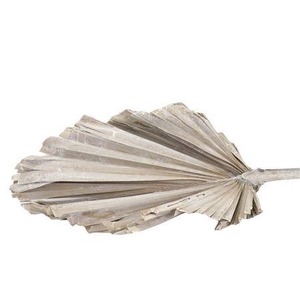 Dried Palm King Spear Frosted White Per Stem