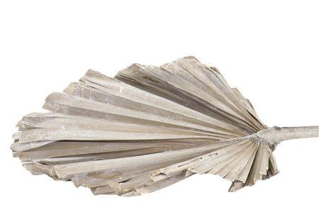 <h4>Dried Palm King Spear Frosted White Per Stem</h4>