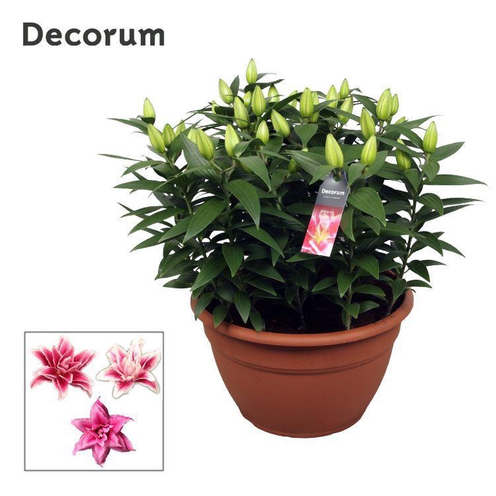 <h4>Roselily Pink XL 15pp</h4>