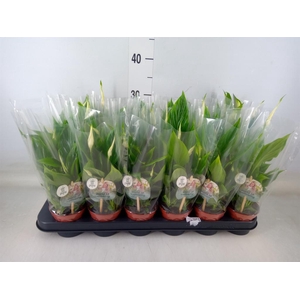 Spathiphyllum  'Chopin'