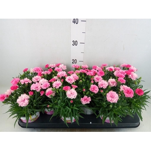 Dianthus  'I Love U'