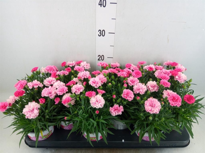 <h4>Dianthus  'I Love U'</h4>