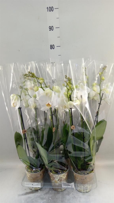 <h4>Phalaenopsis   ...white</h4>