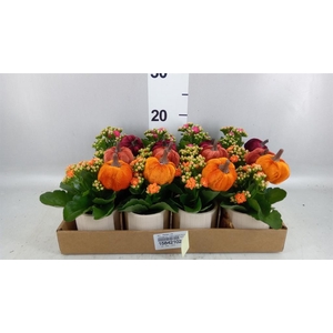 Arr.    Planten  L%