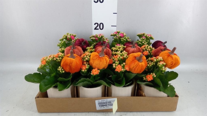 <h4>Arr. Planten L%</h4>