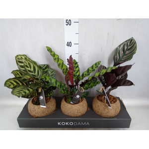 Calathea   ...mix 3