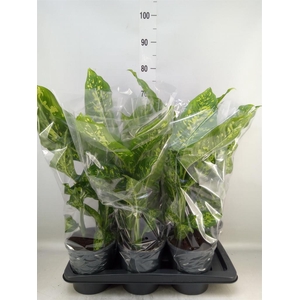 Dieffenbachia  'Spotty'