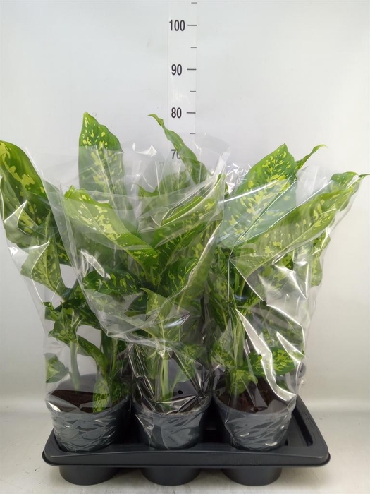 <h4>Dieffenbachia  'Spotty'</h4>
