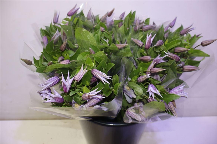 <h4>Clem Star River</h4>