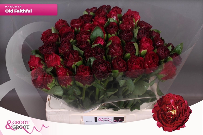 <h4>PAEO OLD FAITHFUL</h4>