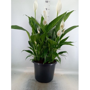 Spathiphyllum  'Bingo Cupido'