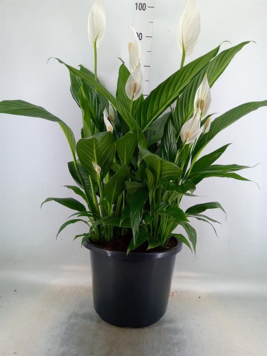 <h4>Spathiphyllum  'Bingo Cupido'</h4>