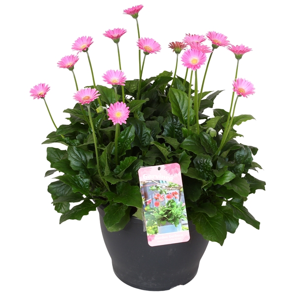 <h4>Gerbera Garvinea 32cm 7bl rose</h4>