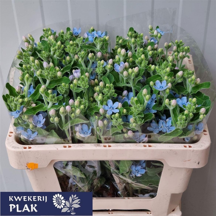 <h4>Oxypetalum Co Pure Blue</h4>