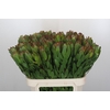 Leucadendron Goldstrike