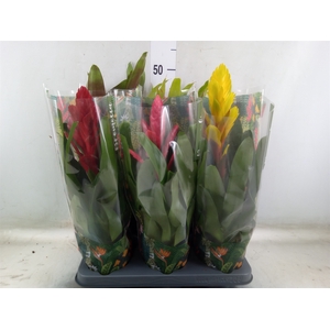 Bromelia   ...mix  6