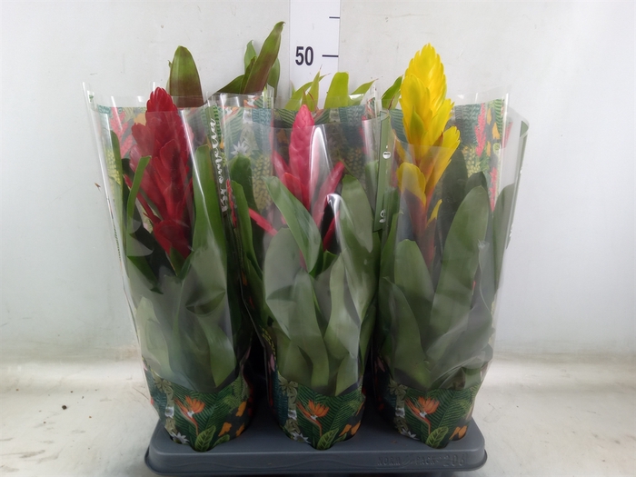 <h4>Bromelia   ...mix  6</h4>