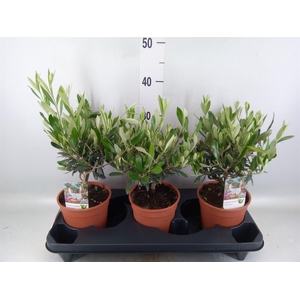 Olea europaea