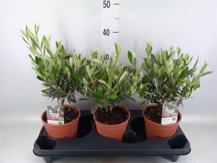 <h4>Olea europaea</h4>