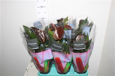<h4>Anth An Chocolate 5+</h4>