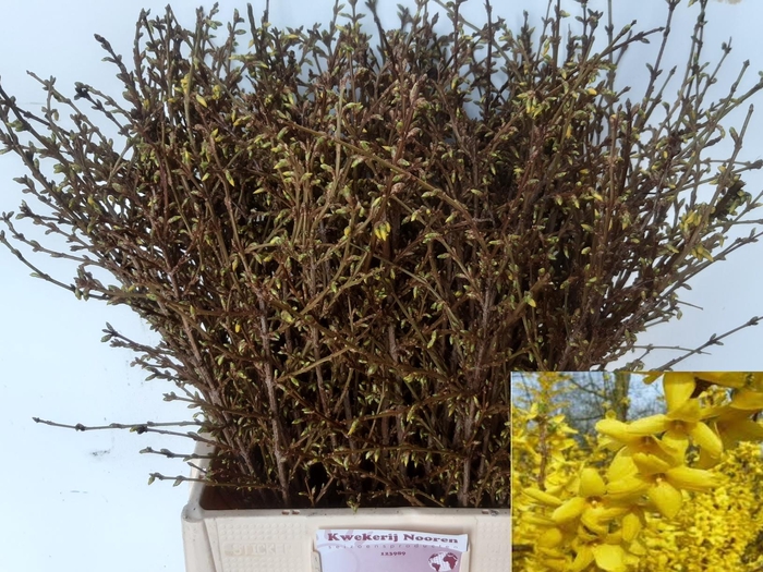 <h4>FORSY I SPECTABILIS</h4>