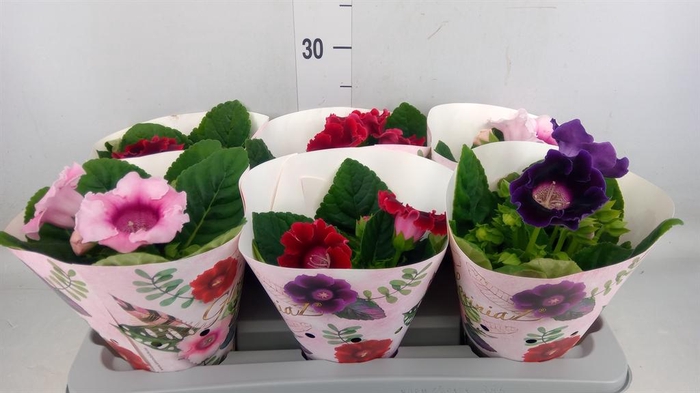 <h4>Sinningia   ...mix</h4>