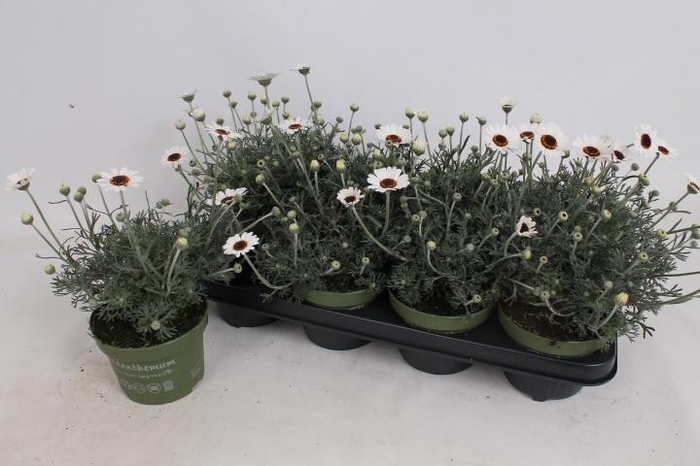 <h4>RHODAN CASABLANCA</h4>