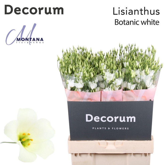 <h4>Lisianthus Botanic white 70cm</h4>