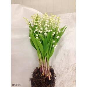 CONVALLARIA MET WORTEL