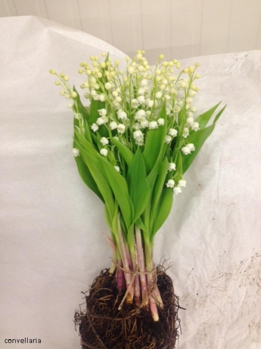 CONVALLARIA MET WORTEL