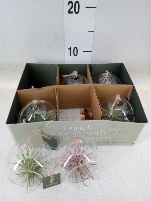 <h4>Arr.  Tillandsia L%</h4>