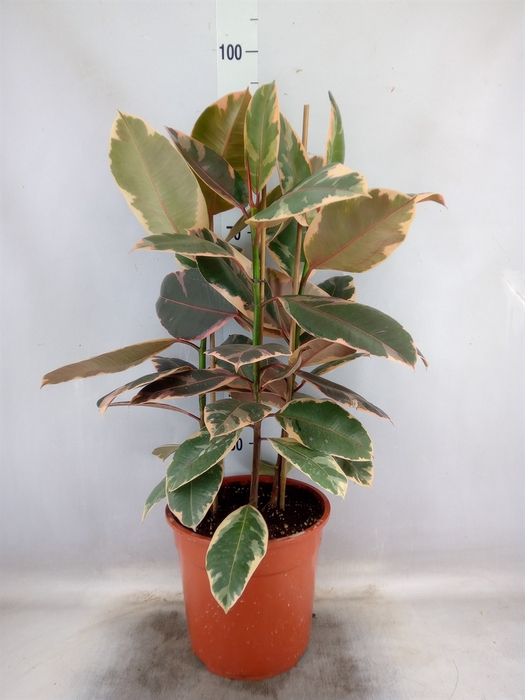 <h4>Ficus elastica 'Belize'</h4>