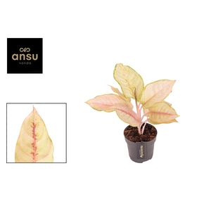 Aglaonema Corn Silk