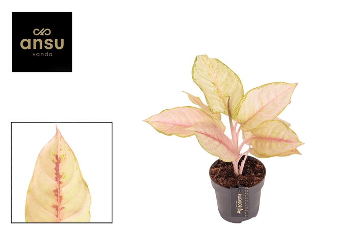 <h4>Aglaonema Corn Silk</h4>