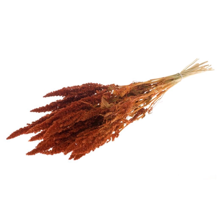 <h4>Amaranthus Burnt Orange</h4>