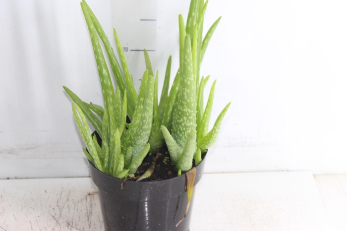 <h4>ALOE (BABOSA) P17</h4>