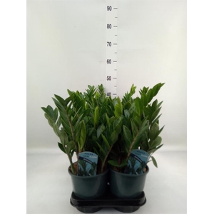 Zamioculcas zamiifolia