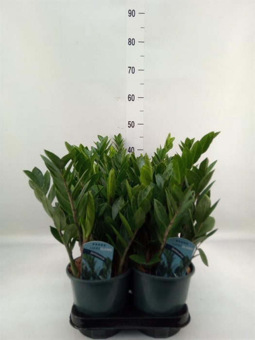 <h4>Zamioculcas zamiifolia</h4>