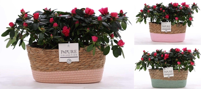 <h4>1st class Azalea red (x2) in P&PURE Fieldbasket ass.3</h4>