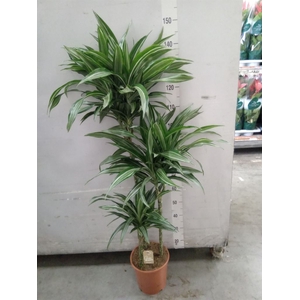 Dracaena fr de 'Ulises'