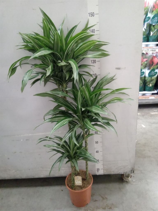 <h4>Dracaena fr de 'Ulises'</h4>