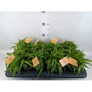 Chlorophytum com. 'Bonnie'