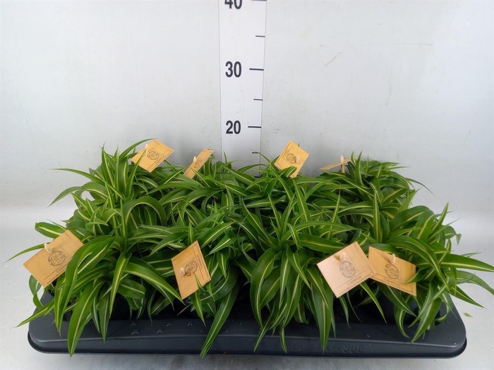 <h4>Chlorophytum com. 'Bonnie'</h4>