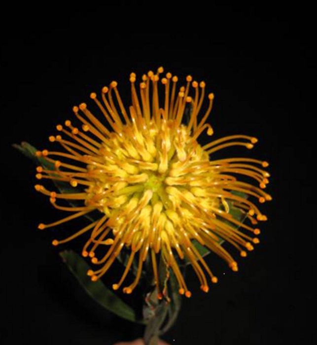 Leucospermum Jelena