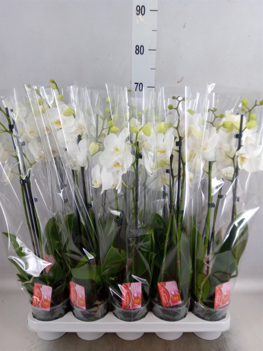 Phalaenopsis   ...white