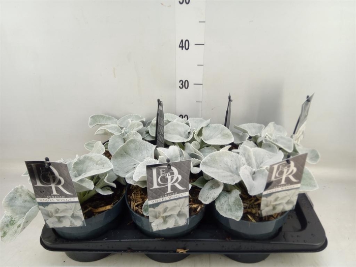 <h4>Senecio   ...</h4>