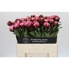 Paeonia The Fawn